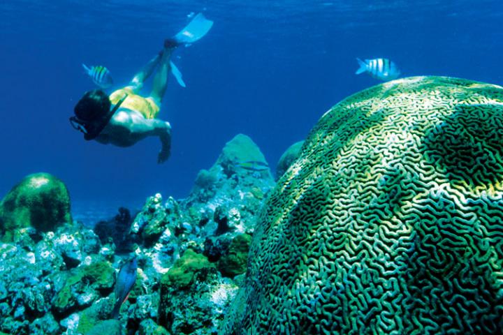 Corals..